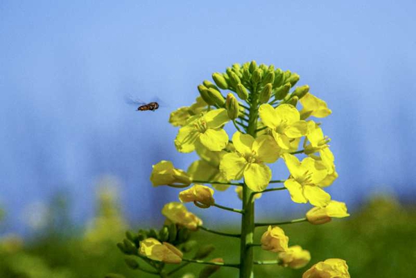 2月22日，在全椒縣城東拍攝的油菜花。王春蘭  攝.jpg