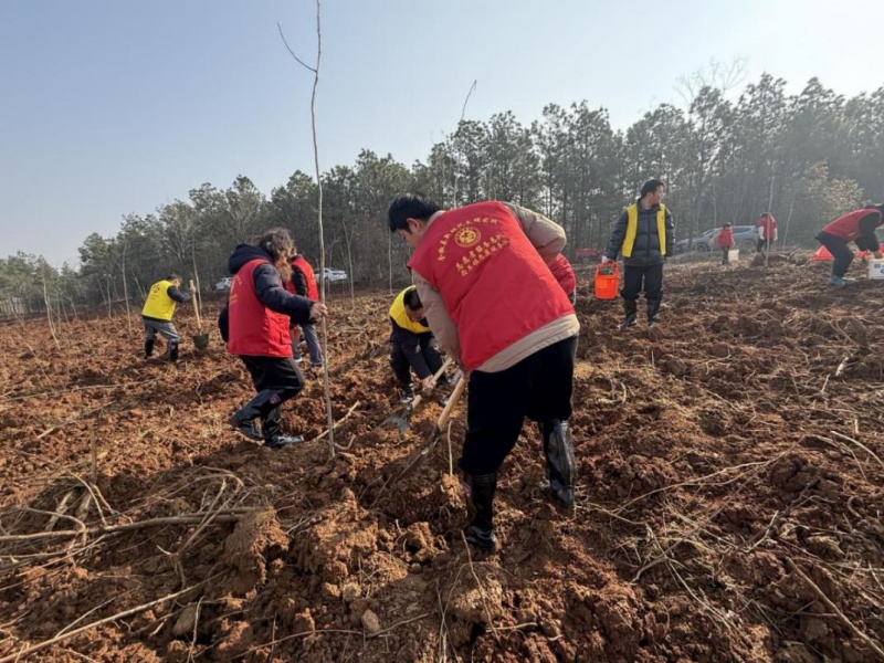 全椒縣西王鎮(zhèn)：三月春光好 植樹(shù)正當(dāng)時(shí)